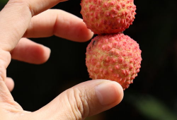 荔枝视频,探索短视频新潮流，引领潮流风向标